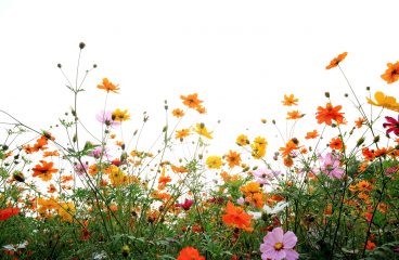 Bringing the Best of Nature Indoors